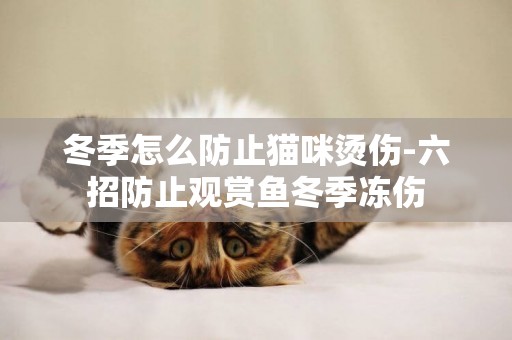 冬季怎么防止貓咪燙傷-六招防止觀賞魚冬季凍傷