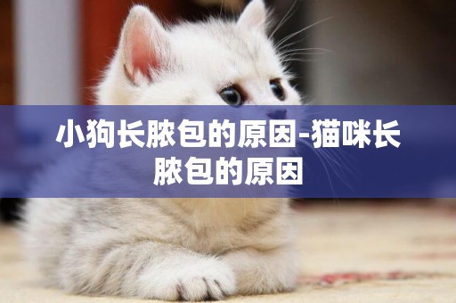小狗長膿包的原因-貓咪長膿包的原因