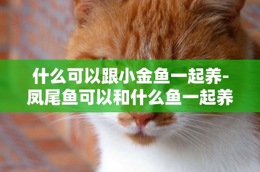 什么可以跟小金魚一起養-鳳尾魚可以和什么魚一起養
