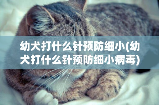 幼犬打什么針預防細小(幼犬打什么針預防細小病毒)