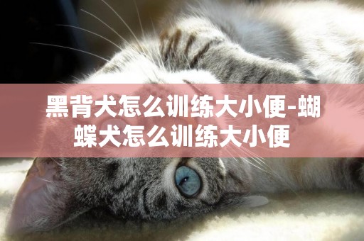 黑背犬怎么訓練大小便-蝴蝶犬怎么訓練大小便