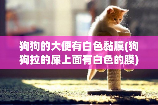 狗狗的大便有白色黏膜(狗狗拉的屎上面有白色的膜)