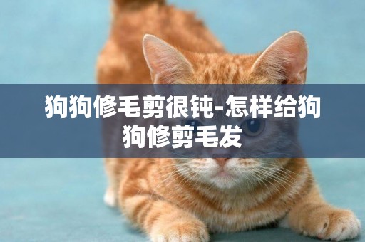 狗狗修毛剪很鈍-怎樣給狗狗修剪毛發