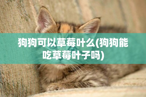 狗狗可以草莓葉么(狗狗能吃草莓葉子嗎)