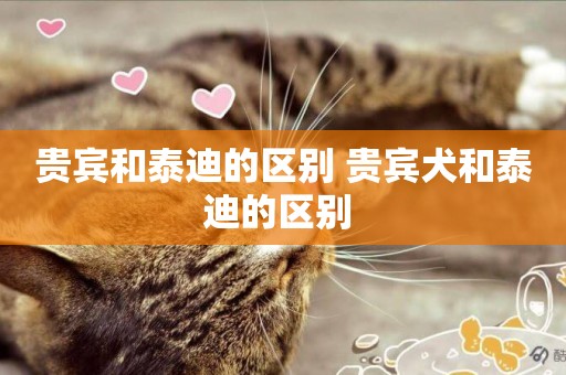 貴賓和泰迪的區別 貴賓犬和泰迪的區別 