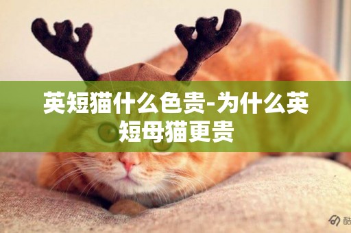 英短貓什么色貴-為什么英短母貓更貴