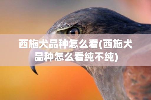 西施犬品種怎么看(西施犬品種怎么看純不純)