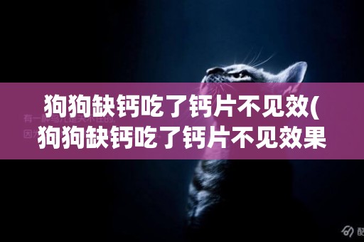 狗狗缺鈣吃了鈣片不見效(狗狗缺鈣吃了鈣片不見效果怎么辦)