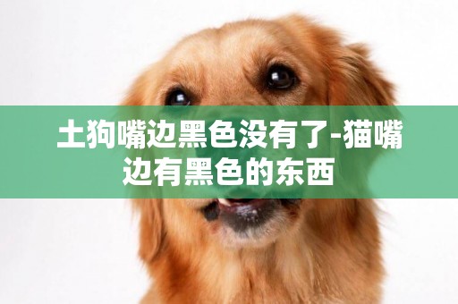 土狗嘴邊黑色沒有了-貓嘴邊有黑色的東西