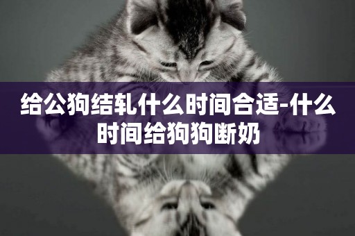 給公狗結軋什么時間合適-什么時間給狗狗斷奶