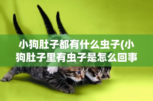 小狗肚子都有什么蟲子(小狗肚子里有蟲子是怎么回事)