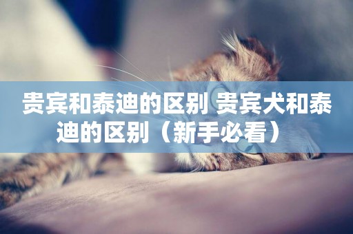 貴賓和泰迪的區別 貴賓犬和泰迪的區別（新手必看） 