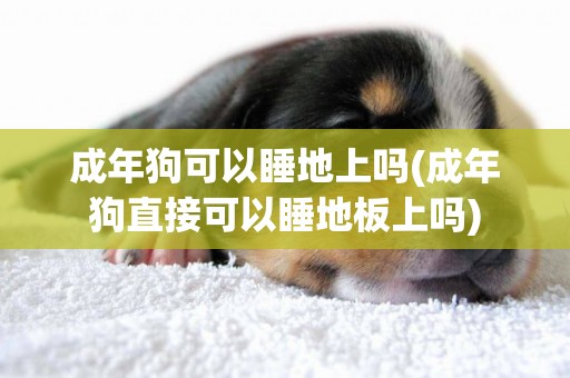 成年狗可以睡地上嗎(成年狗直接可以睡地板上嗎)