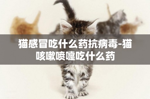 貓感冒吃什么藥抗病毒-貓咳嗽噴嚏吃什么藥