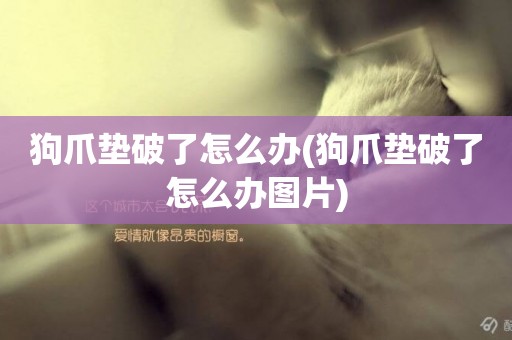 狗爪墊破了怎么辦(狗爪墊破了怎么辦圖片)