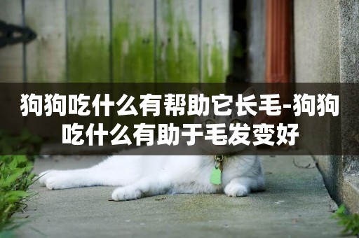 狗狗吃什么有幫助它長毛-狗狗吃什么有助于毛發變好