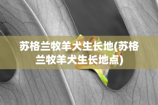 蘇格蘭牧羊犬生長地(蘇格蘭牧羊犬生長地點)