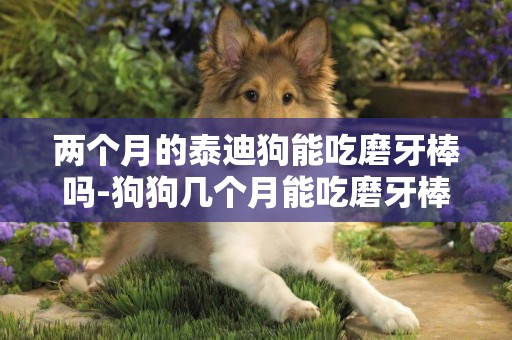 兩個月的泰迪狗能吃磨牙棒嗎-狗狗幾個月能吃磨牙棒