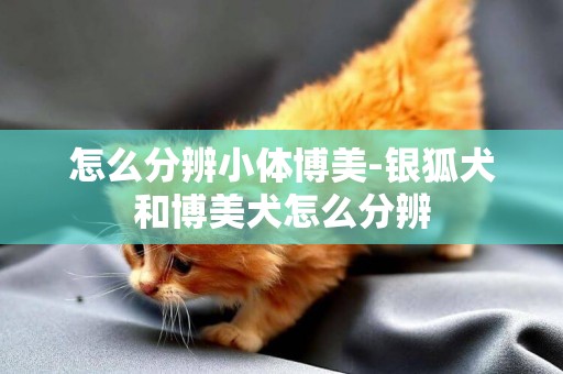 怎么分辨小體博美-銀狐犬和博美犬怎么分辨