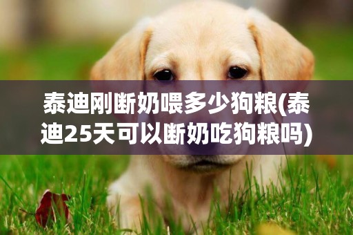 泰迪剛斷奶喂多少狗糧(泰迪25天可以斷奶吃狗糧嗎)