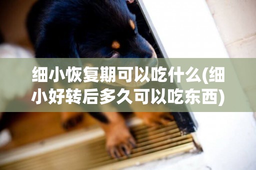 細小恢復期可以吃什么(細小好轉后多久可以吃東西)