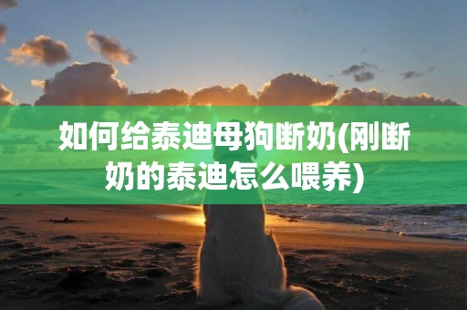如何給泰迪母狗斷奶(剛斷奶的泰迪怎么喂養)