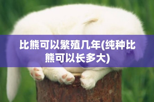 比熊可以繁殖幾年(純種比熊可以長多大)
