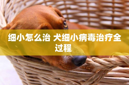 細小怎么治 犬細小病毒治療全過程 