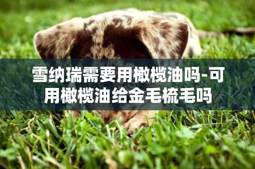 雪納瑞需要用橄欖油嗎-可用橄欖油給金毛梳毛嗎