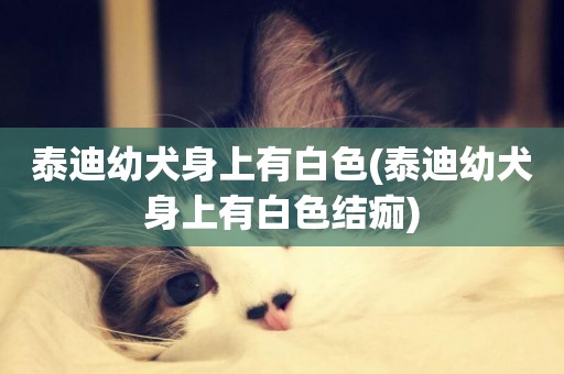 泰迪幼犬身上有白色(泰迪幼犬身上有白色結痂)