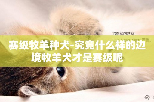 賽級牧羊種犬-究竟什么樣的邊境牧羊犬才是賽級呢