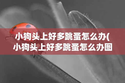 小狗頭上好多跳蚤怎么辦(小狗頭上好多跳蚤怎么辦圖片)
