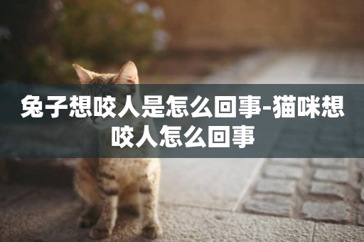 兔子想咬人是怎么回事-貓咪想咬人怎么回事