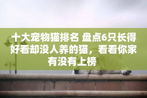 十大寵物貓排名 盤點6只長得好看卻沒人養的貓，看看你家有沒有上榜 