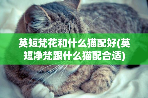 英短梵花和什么貓配好(英短凈梵跟什么貓配合適)