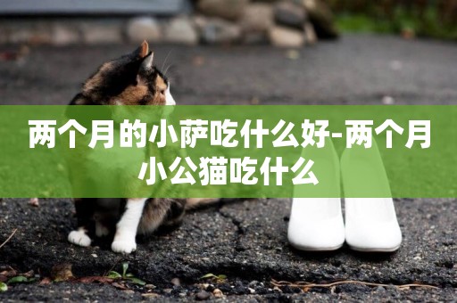 兩個月的小薩吃什么好-兩個月小公貓吃什么