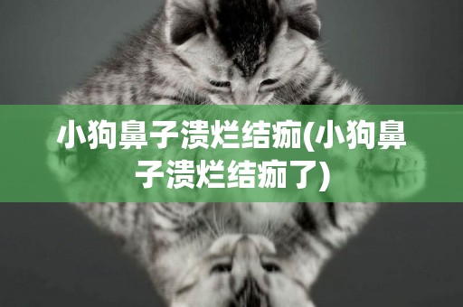 小狗鼻子潰爛結痂(小狗鼻子潰爛結痂了)