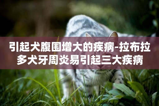 引起犬腹圍增大的疾病-拉布拉多犬牙周炎易引起三大疾病