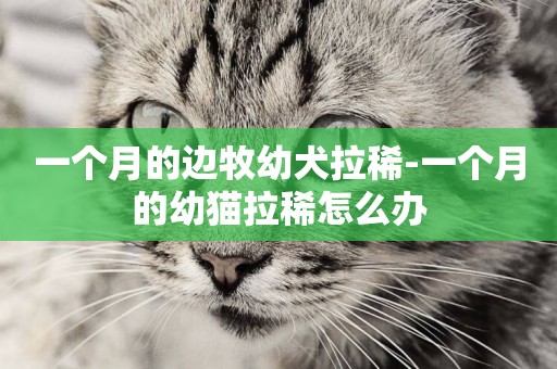 一個月的邊牧幼犬拉稀-一個月的幼貓拉稀怎么辦