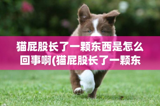 貓屁股長了一顆東西是怎么回事啊(貓屁股長了一顆東西是怎么回事啊圖解)