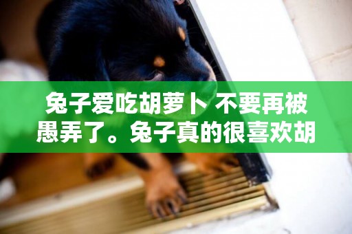 兔子愛吃胡蘿卜 不要再被愚弄了。兔子真的很喜歡胡蘿卜嗎？這就是為什么 
