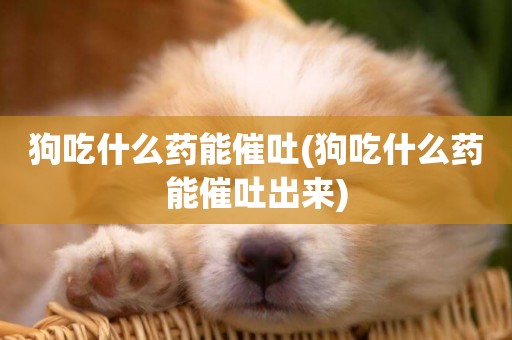 狗吃什么藥能催吐(狗吃什么藥能催吐出來)