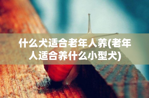 什么犬適合老年人養(老年人適合養什么小型犬)