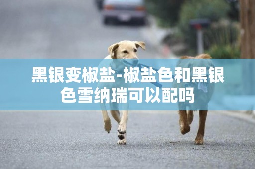 黑銀變椒鹽-椒鹽色和黑銀色雪納瑞可以配嗎