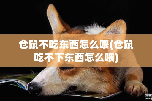 倉鼠不吃東西怎么喂(倉鼠吃不下東西怎么喂)