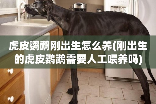 虎皮鸚鵡剛出生怎么養(剛出生的虎皮鸚鵡需要人工喂養嗎)