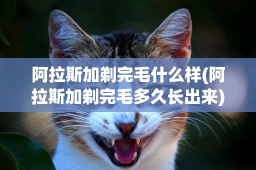 阿拉斯加剃完毛什么樣(阿拉斯加剃完毛多久長出來)