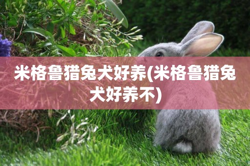 米格魯獵兔犬好養(米格魯獵兔犬好養不)
