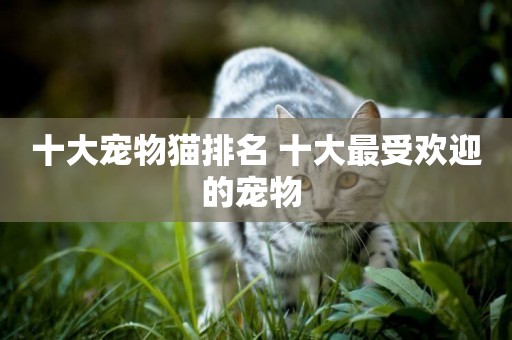 十大寵物貓排名 十大最受歡迎的寵物 