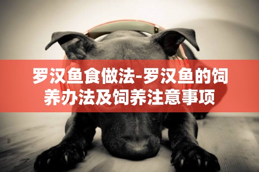 羅漢魚食做法-羅漢魚的飼養辦法及飼養注意事項